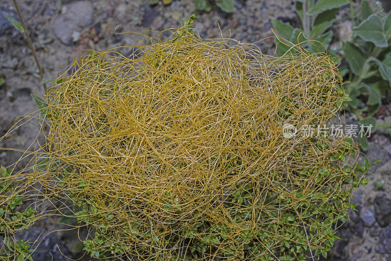 菟丝子(Cuscuta denticulata)，沙漠菟丝子或小齿菟丝子，是一种薄的，黄色到橙色的，一年生寄生藤本植物，是晨花家族的一种，发现于加州死亡谷国家公园。Convulvulaceae。